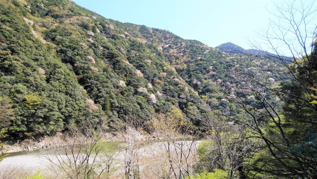 仙人ハウス前の山桜　2021.4.5撮影