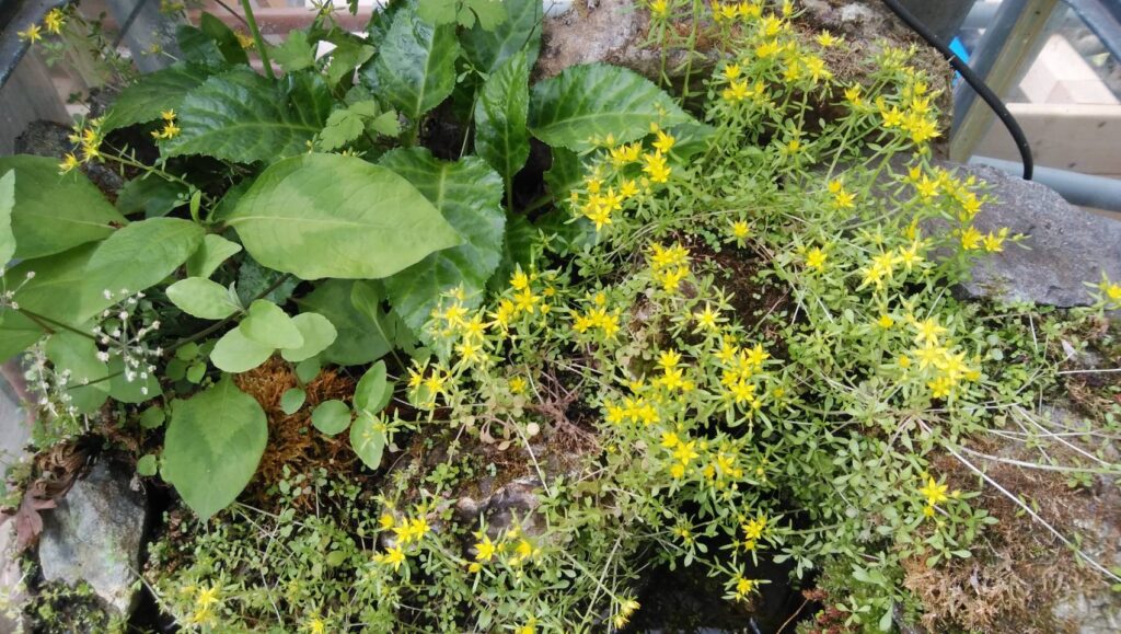 マンネングサ　2021.4.16撮影