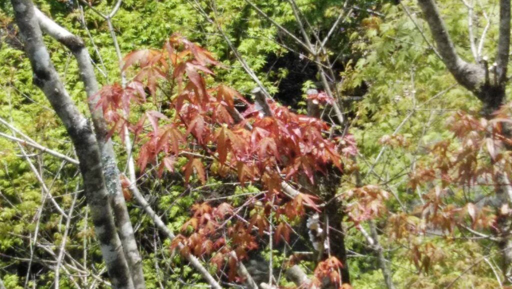 エンコウカエデの芽吹　2021.4.16撮影