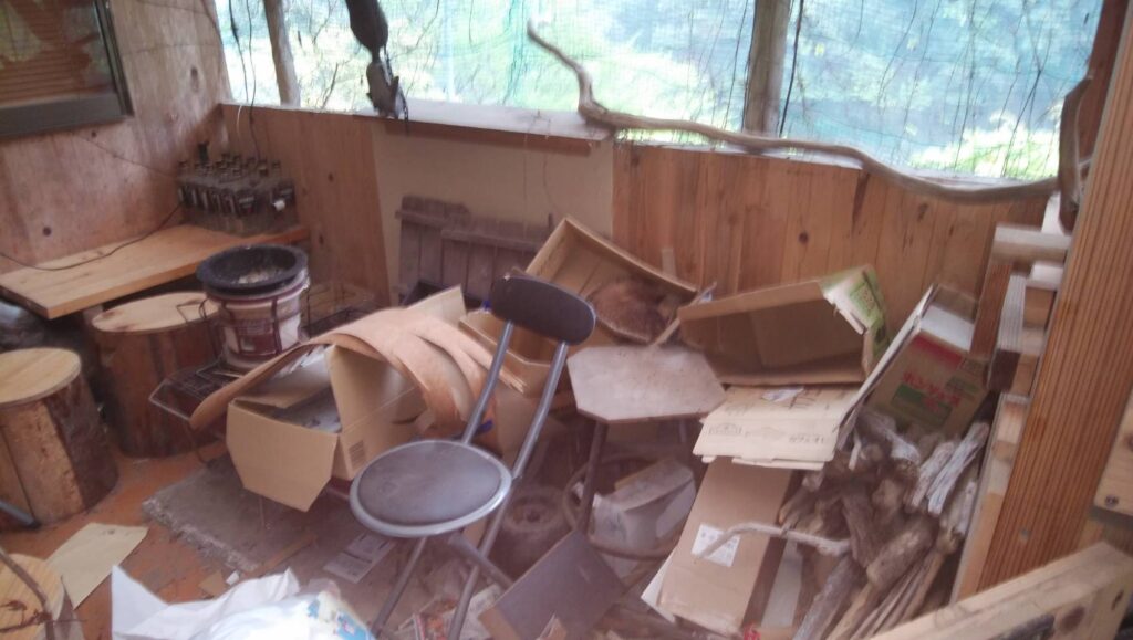 ダンボール箱に、アナグマが、寝ています